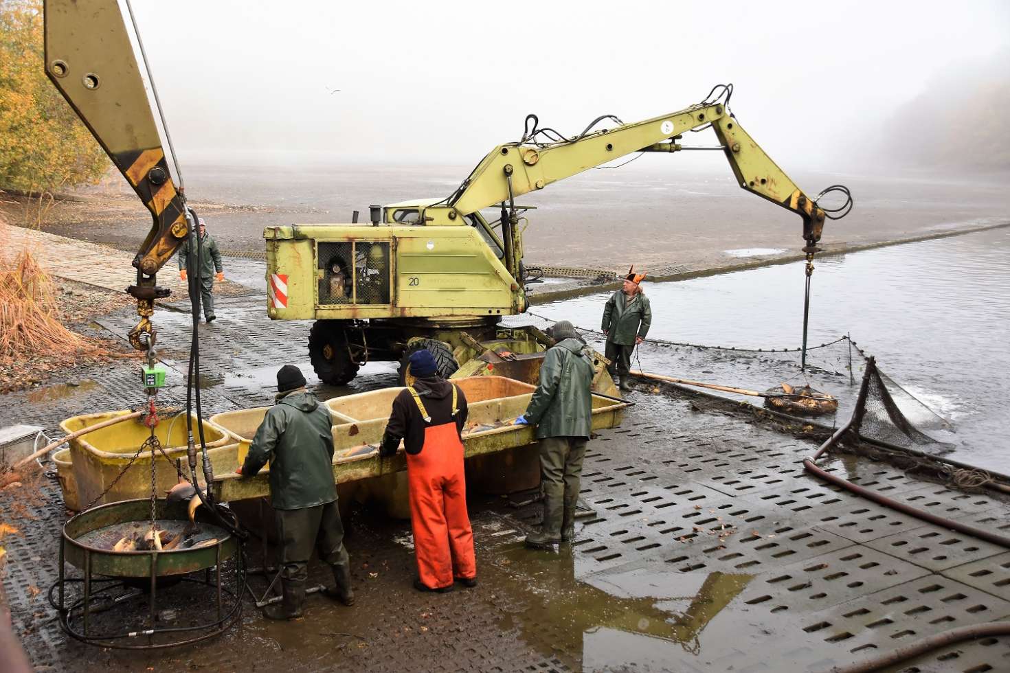 Mit schwerem Gerät werden die Karpfen aus dem Wasser gefischt.