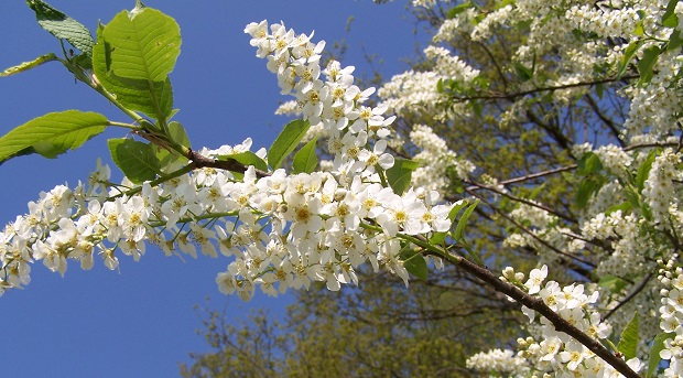 Führung durch das Arboretum Crivitz