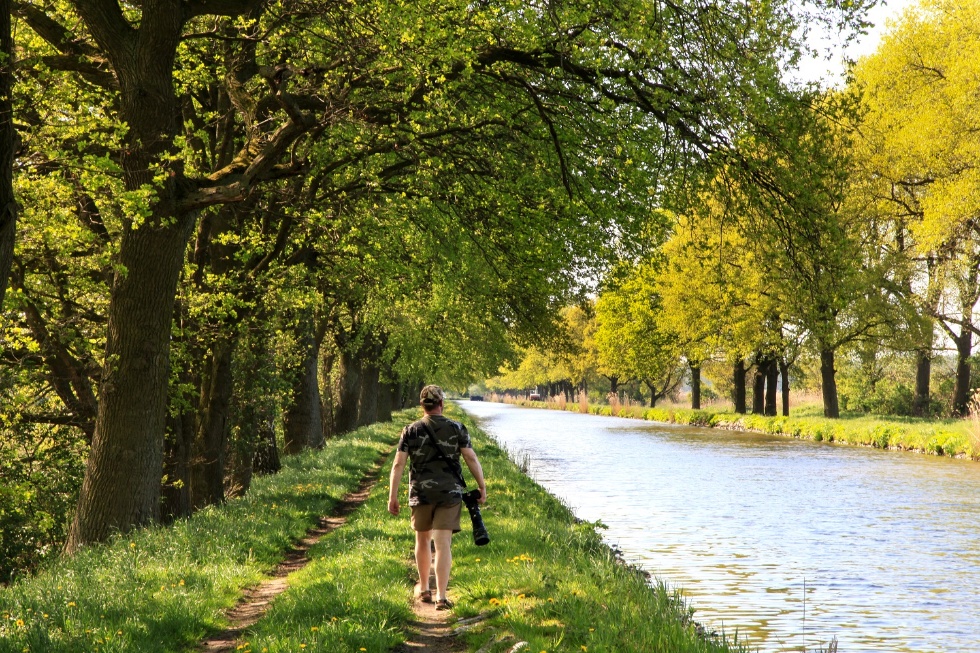 Alte Stieleichen am Störkanal für schöne Fotomotive in der Lewitz