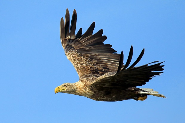 Seeadler im EU Vogelschutzgebiet Lewitz