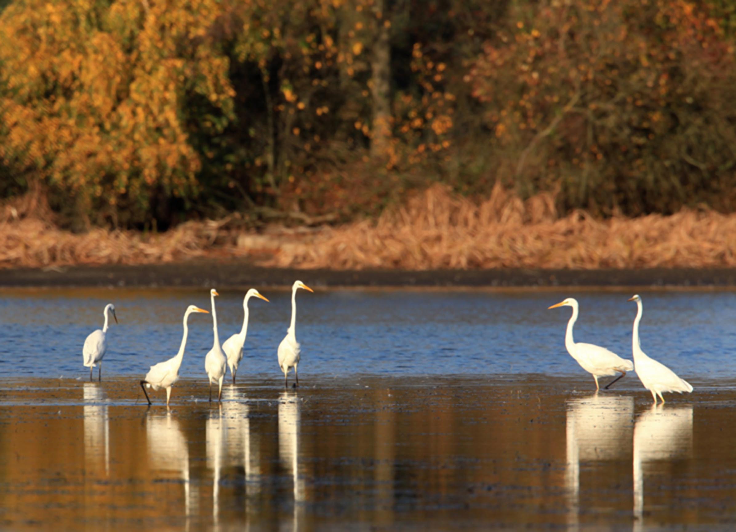 Silberreiher in der Lewitz 