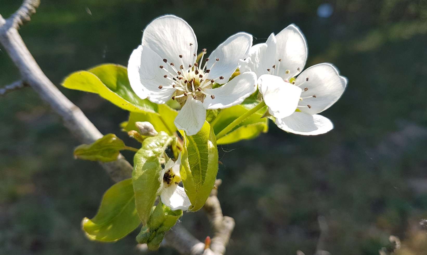 Im Frühling blüht und duftet es auch im Arboretum Crivitz.
