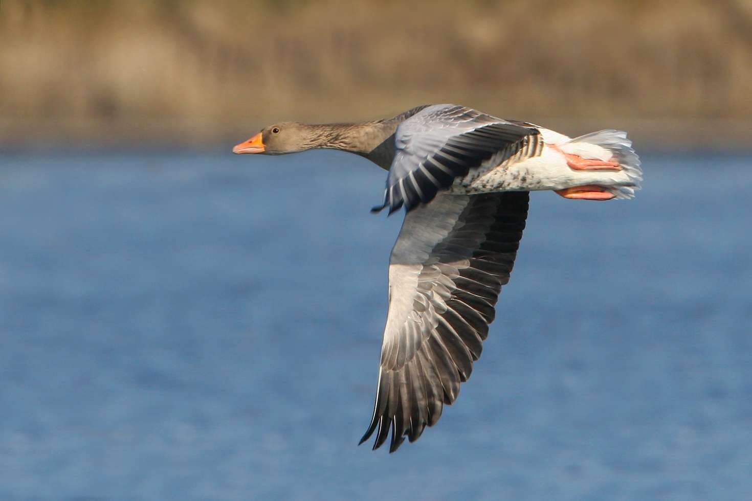 Graugans im Naturschutzgebiet Fischteiche Lewitz