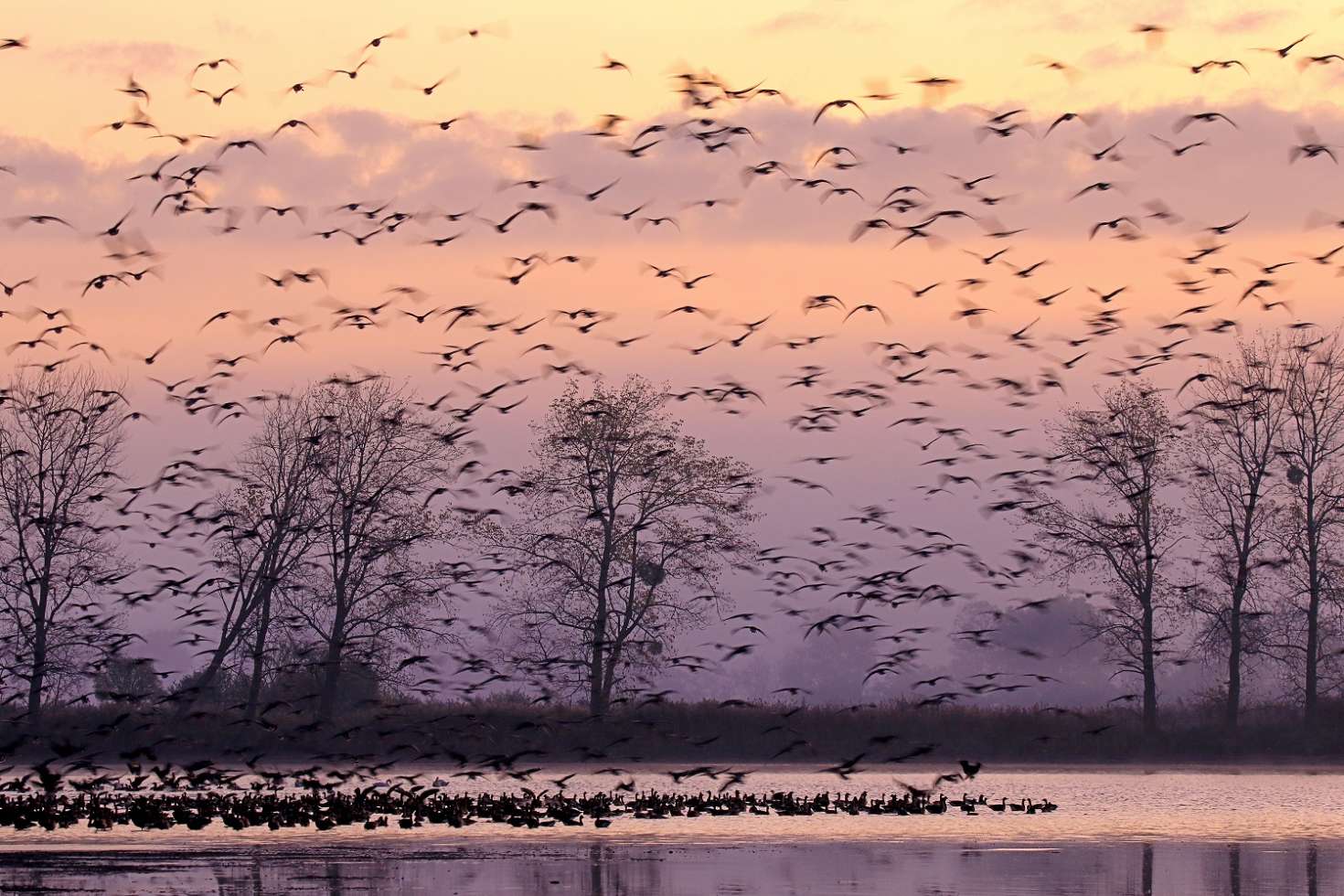 Herbstlicher Vogelzug in der Lewitz