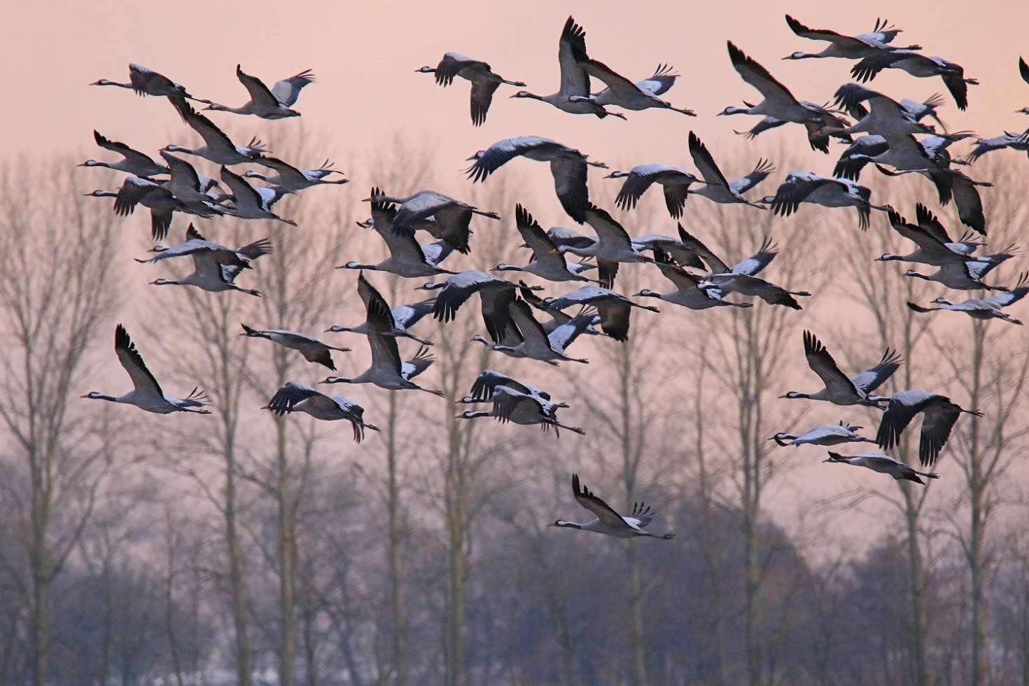 Ziehende Kraniche in der Lewitz - Vogelzug am Naturschutzgebiet Fischteiche