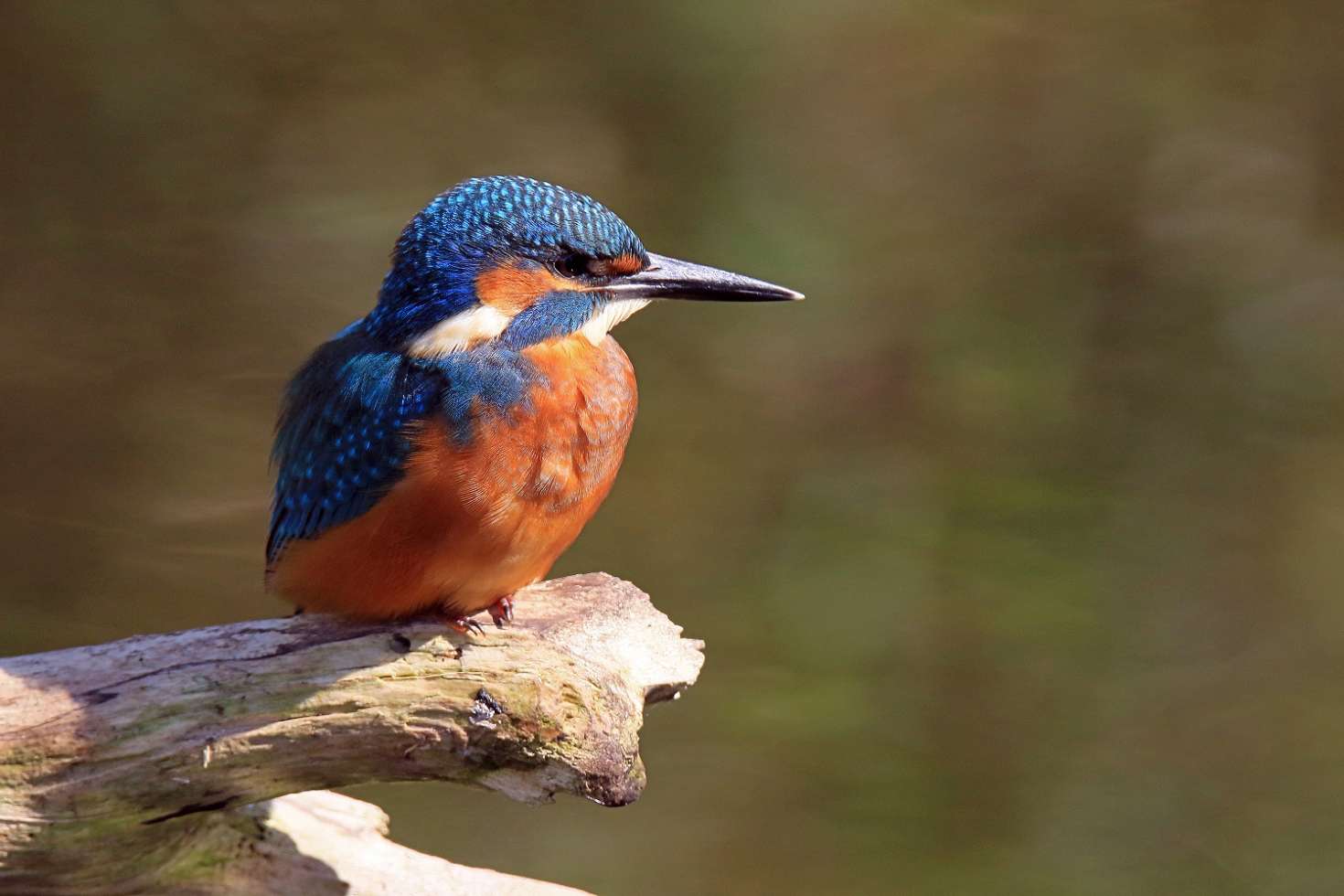 Eisvogel in der Lewitz - zu sehen bei einer Boots- oder Kanutour