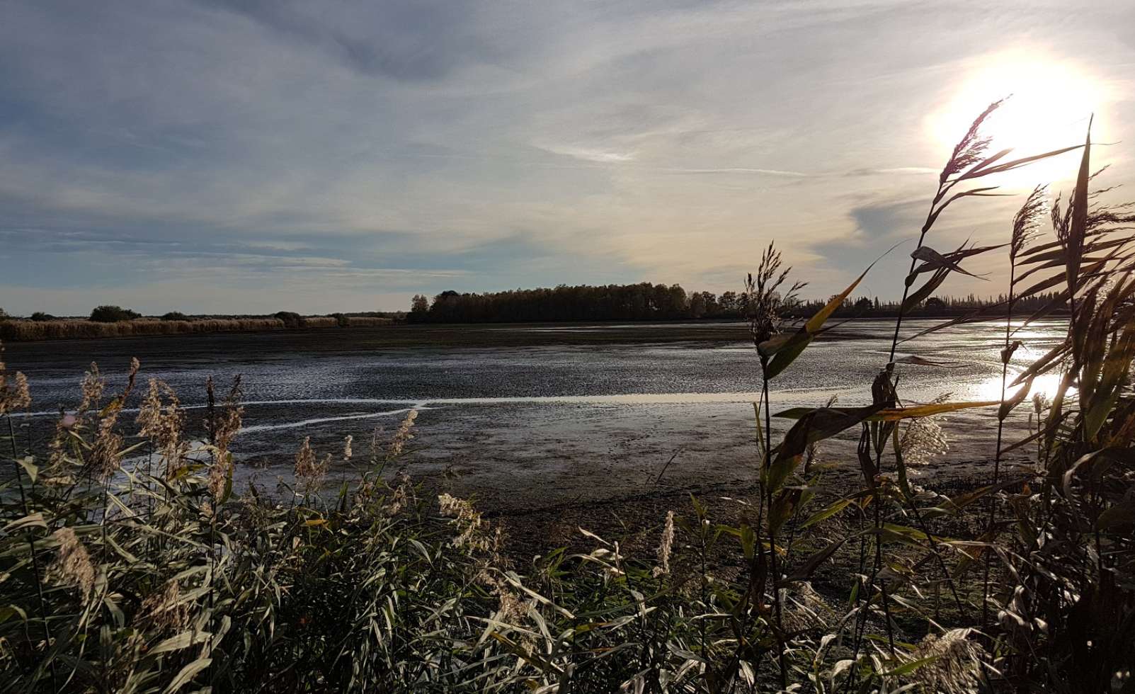 Die Lewitzer Fischteiche werden im Herbst abgelassen, es entstehen temporäre Binnenwattareale mit idealen Nahrungs- und Rastbedingungen für Zugvögel.