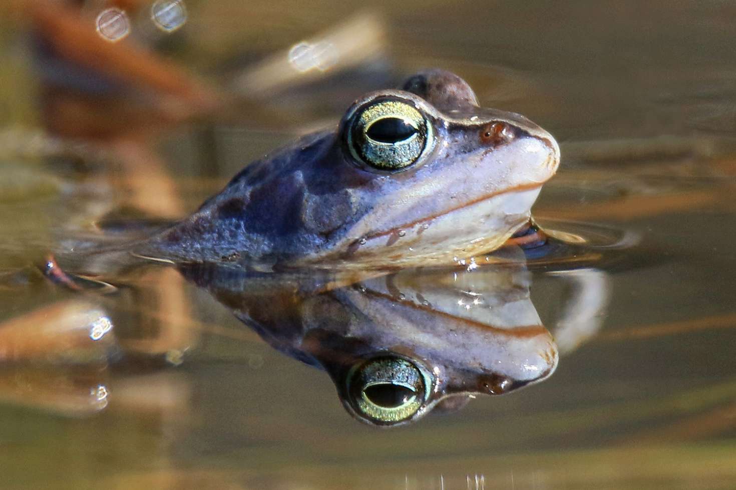 Moorfrosch Klinker Plage Lewitz