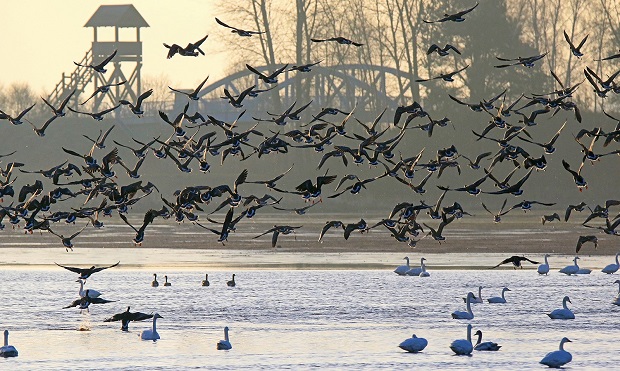 Geschützte Lewitz: Naturschutzgebiet Lewitzer Fischteiche mit Aussichtsturm an der Dütschower Brücke.