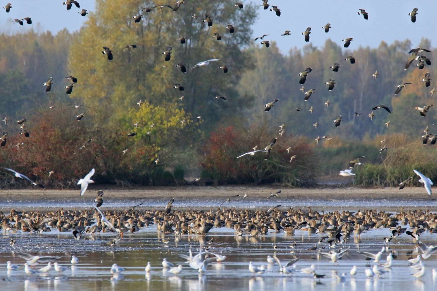 Gänse und Kiebitze im Naturschutzgebiet Fischteiche Lewitz