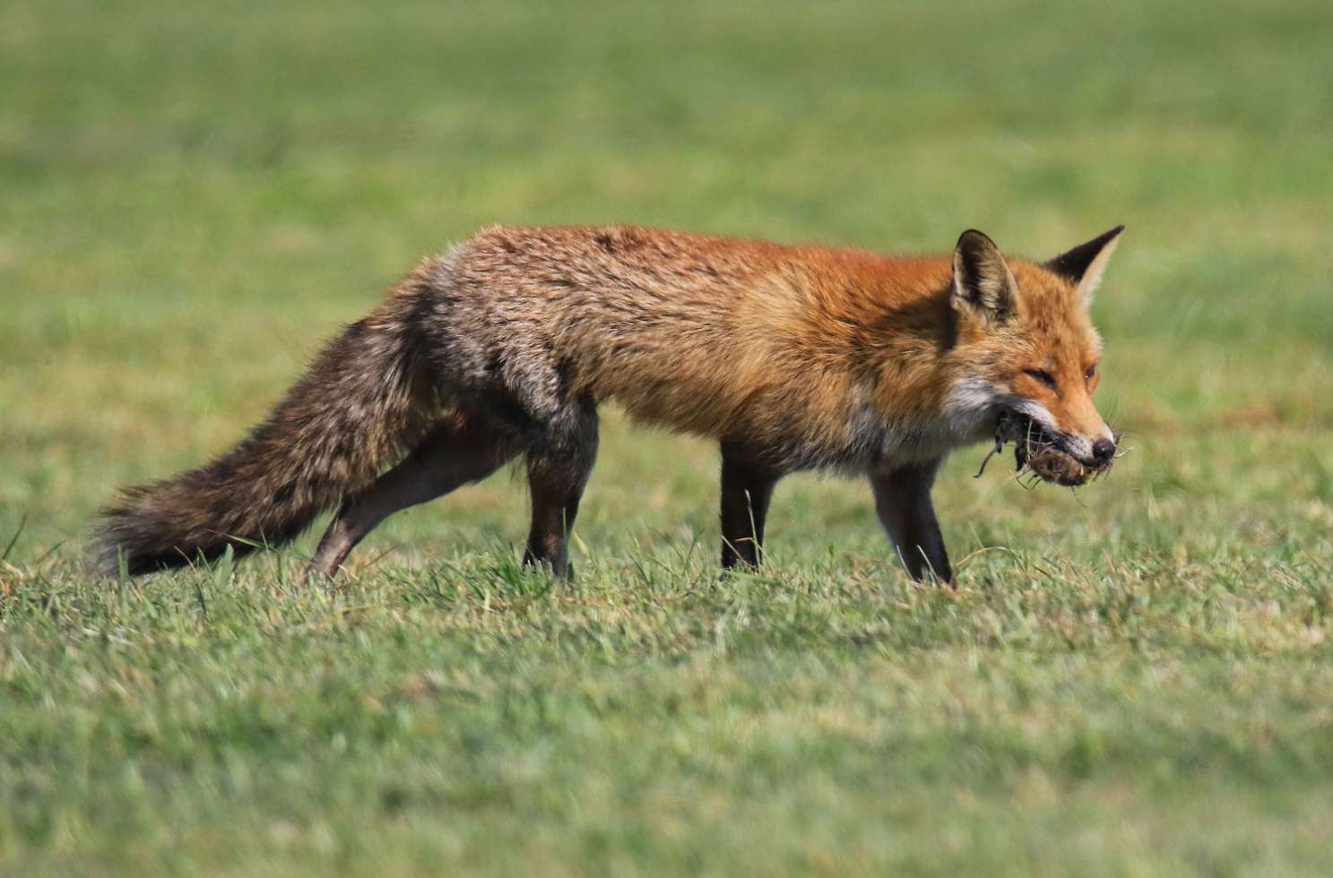 Rotfuchs in der Lewitz