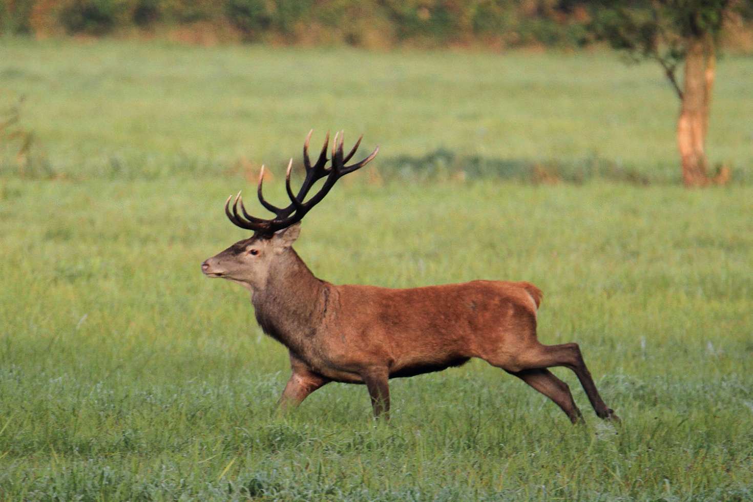 Rothirsch in der Waldlewitz - hörenswert: Hirschbrunft im September.