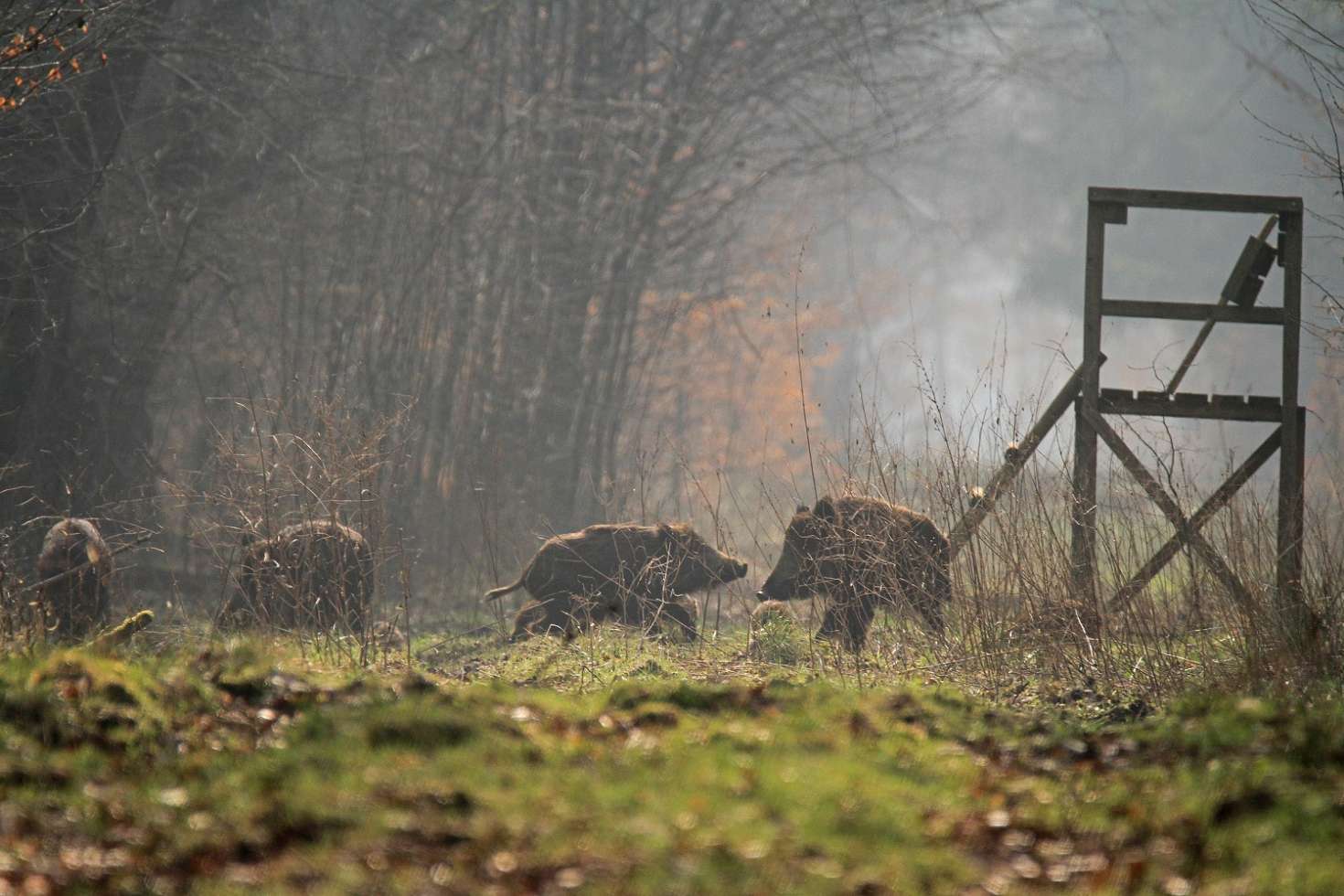 Wildschweine in der Waldlewitz