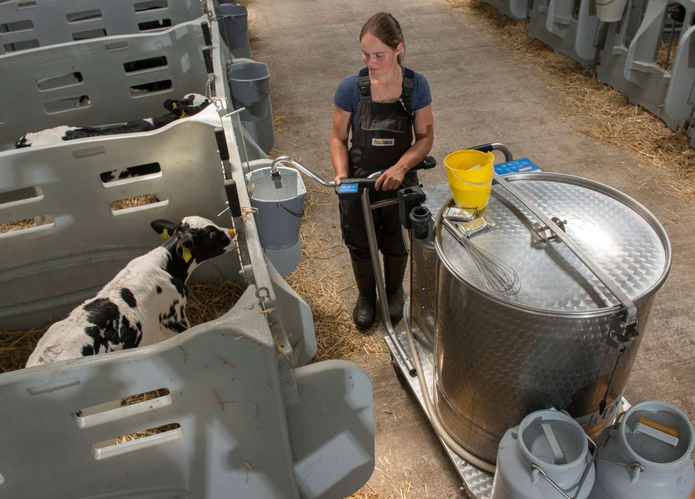 Kälber werden mit Milch gefüttert.