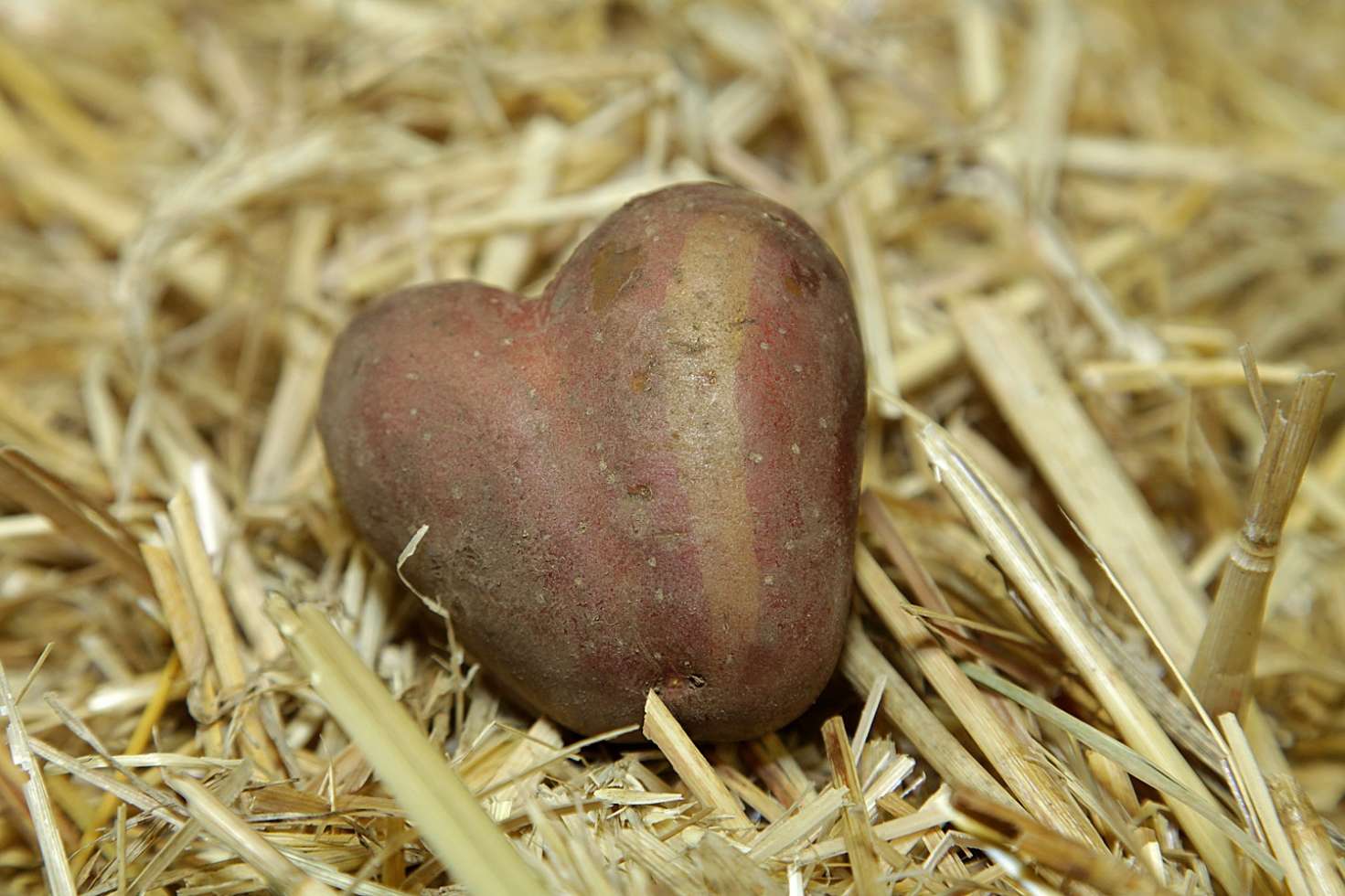 Die Lewitz hat immer ein Herz für die Kartoffel. Während der traditionellen Tüffelwochen im Oktober starten zahlreiche Aktionen rund um die leckere Knolle.