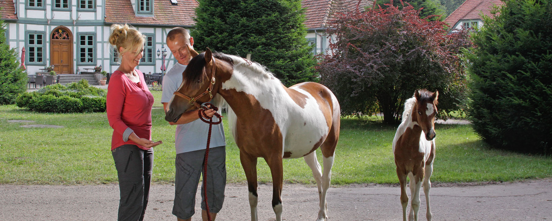 Pferde in der Lewitz