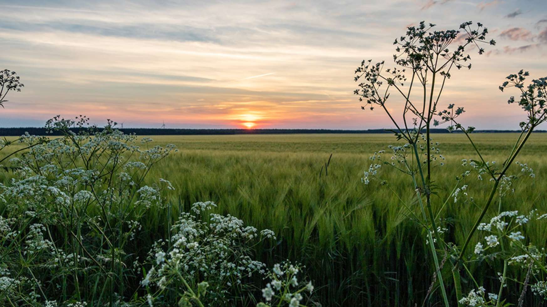 Auch landwirtschaftlich genutzte Flächen der Lewitz sorgen für schöne Fotomotive.