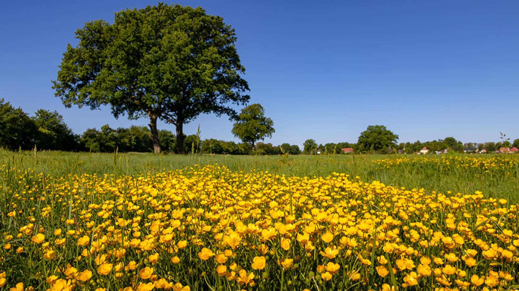 Die Lewitzer Wiesen leuchten im Frühjahr und Sommer besonders grün.