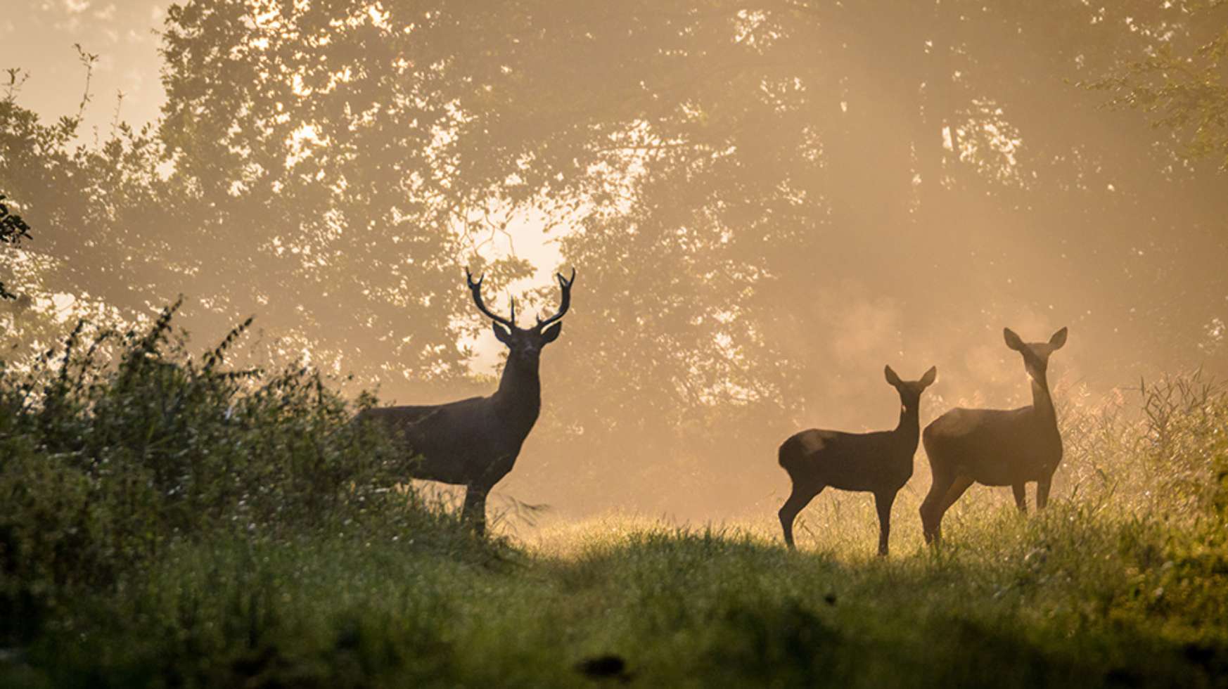 Mystische Lewitz - Wild im Morgengrauen.