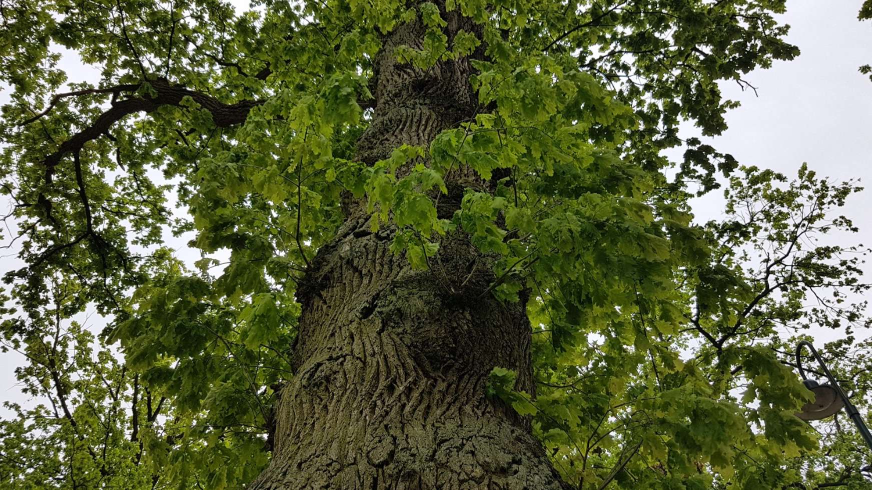 Knorrige, alte Baumriesen sind immer wieder entlang der Wander- und Spazierwege zu finden. 