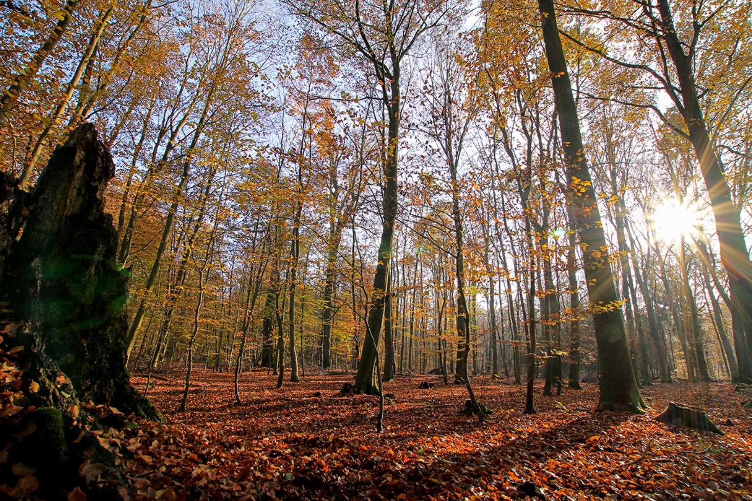 Waldwanderungen Friedrichsruhe - Renaturierung und slawische Vergangenheit