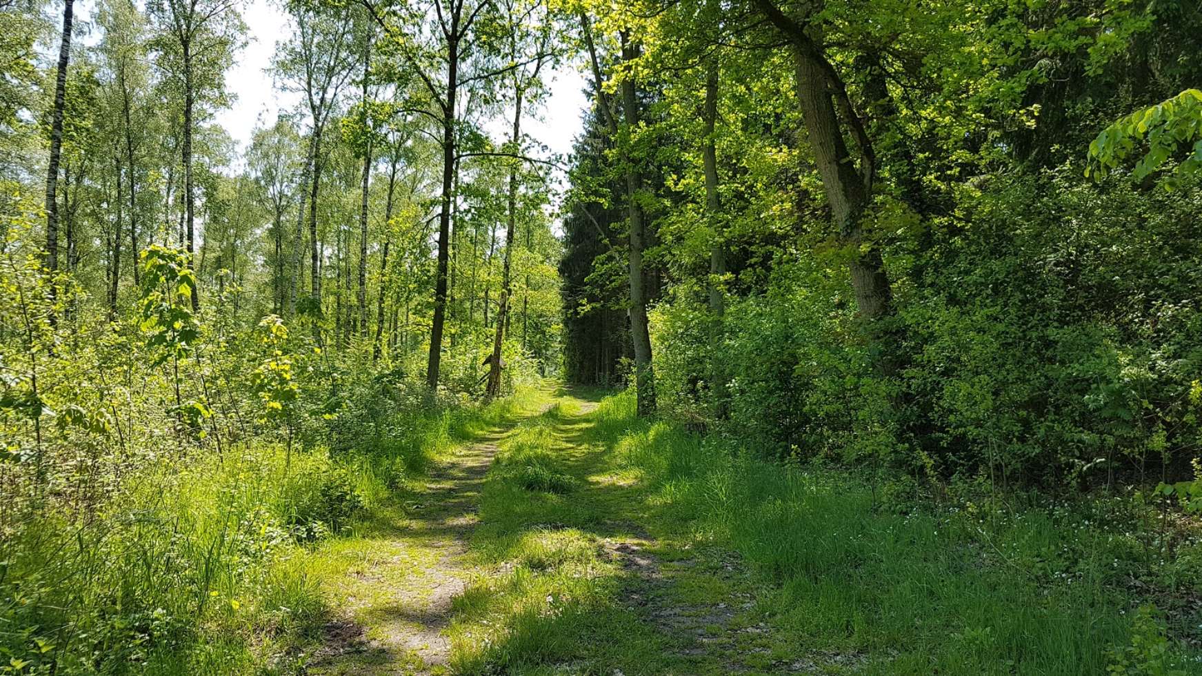 Wander- und Spazierweg in der Waldlewitz