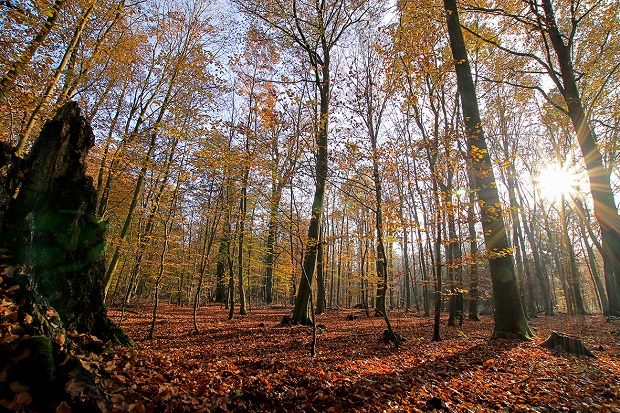 Wanderungen mit dem Förster rund um Friedrichsruhe